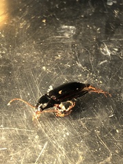 Nebria brevicollis