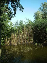 Phragmites australis altissimus