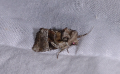 Meropleon diversicolor