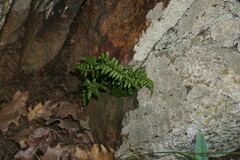 Asplenium billotii
