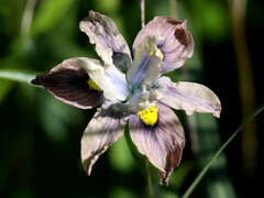 Moraea vegeta