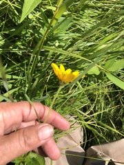 Heliopsis helianthoides