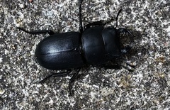 Dorcus parallelipipedus