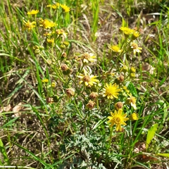 Jacobaea