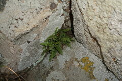 Asplenium billotii