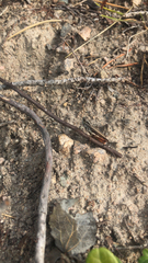 Gomphocerippus rufus