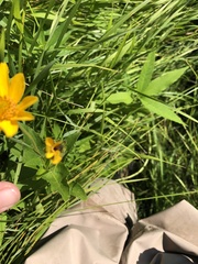 Heliopsis helianthoides
