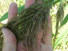 Phragmites australis altissimus