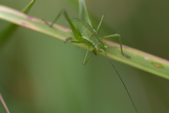 Leptophyes punctatissima