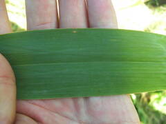 Phragmites australis altissimus