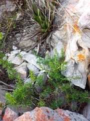 Cliffortia
