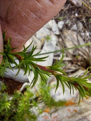 Cliffortia