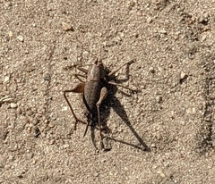 Pholidoptera griseoaptera