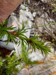 Cliffortia