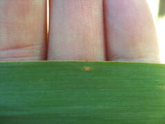 Phragmites australis altissimus