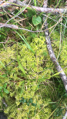 Sphagnum