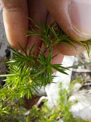Cliffortia