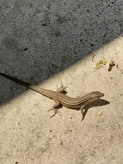 Psammodromus algirus