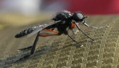 Bibio pomonae