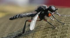 Bibio pomonae