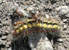 Acronicta