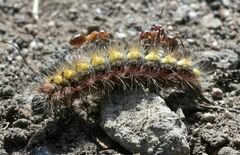 Acronicta