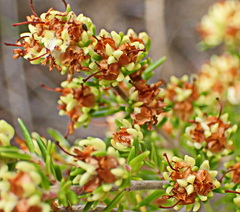 Erica glumiflora