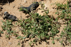 Lepidium lasiocarpum