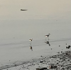 Himantopus mexicanus