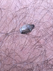 Neottiglossa pusilla