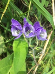 Aconitum volubile