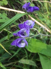Aconitum volubile
