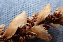 Elegia fistulosa