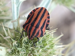 Graphosoma italicum italicum