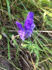 Aconitum volubile