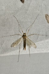 Nephrotoma