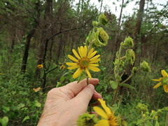 Silphium radula