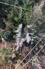 Indigofera brachystachya