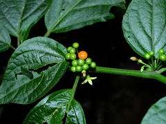 Witheringia solanacea