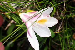 Hyobanche robusta