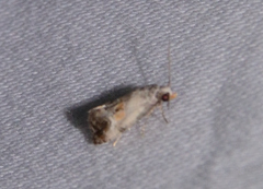 Cochylina