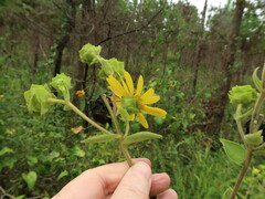 Silphium radula