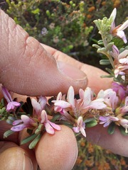 Indigofera brachystachya