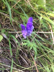 Aconitum volubile
