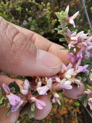 Indigofera brachystachya