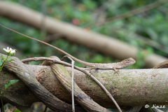 Calotes versicolor