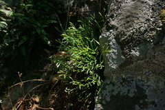 Asplenium septentrionale caucasicum