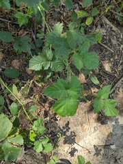 Rubus ursinus