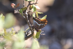 Charaxes jasius