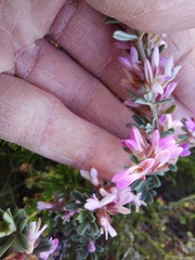 Indigofera brachystachya